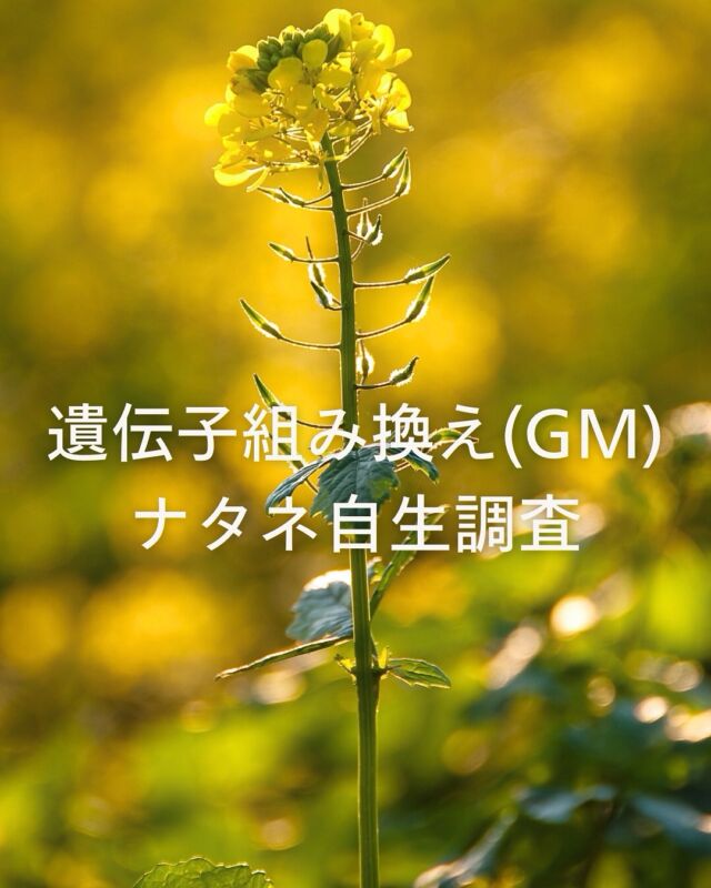 【遺伝子組み換え(GM)ナタネ自生調査にご協力ください】

コープ自然派は毎年
GMナタネ自生調査全国活動に参加しています。

〈採取方法〉

①輸送トラックが往来するような幹線道路や沿道、隣接する駐車場や空き地などに自生している

セイヨウナタネ(茎や葉が白い粉を吹いたようなものが多く、葉が少し茎を抱く)

や

セイヨウカラシナ(葉にしっかりとしたギザギザがある、葉が茎を抱かない)

の葉を採取する。
素手でふれないよう、袋をかぶせて取る。
ぱらぱらと咲いたり、群生することもある。

②採取日、採取した住所、目印(道路脇、空き地など)をジップロック等の袋に記載し、採取した葉を数枚入れて冷凍保存する。

③「GMナタネ自生調査」と封筒などに明記して配送スタッフに渡す。
締切：5/2（金）

GMナタネ自生調査は、
市民がGMに反対できる手段の一つです。

反対の声を大きくしていくためにも、
ぜひ近辺に咲くナタネの採取にご協力よろしくお願いします。

#GMなたね #GMなたね自生調査 #遺伝子組み換え #コープ自然派